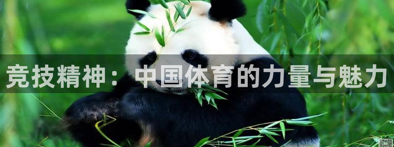 利记官网下载平台是正规平台吗：竞技精神：中国体育的力量与魅力